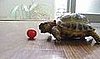 Cute Alert: Tiny Tortoise Tries to Eat a Tomato