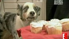 Poor Doggie! Poor Doggie!