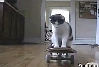 Cats with Skateboards