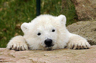Flocke the Polar Bear Gallery
