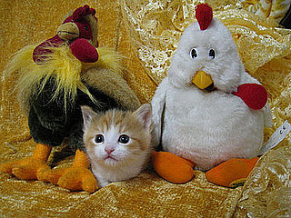 Cute Alert: Kitten Sandwich