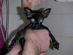 Do Not Want: Cats and Baths