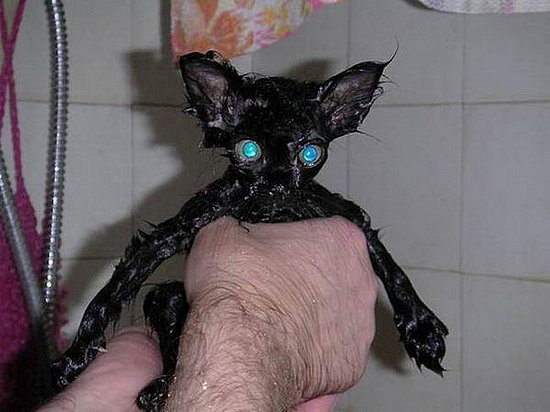 Do Not Want: Cats and Baths Do Not Want: Cats and Baths
