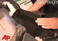 Cute Alert: Pierre the Penguin Gets a Wetsuit!