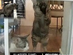 Cats Trapped Inside For 41 Hours Cats Trapped Inside For 41 Hours