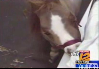 Cute Alert: Thumbelina, the World's Smallest Horse, Visits Sick Kids