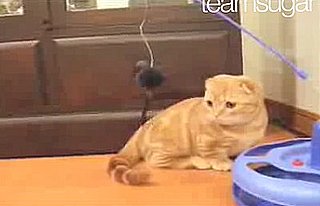 Happy Caturday!