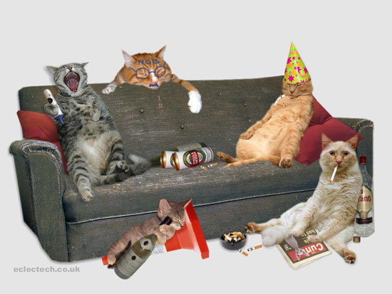 http://media2.onsugar.com/files/upl1/1/13254/18_2008/drunkcat/i/Drunk-Cats-Truth-Can-Now-Told.jpg