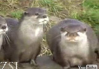 Cute Alert: Otter Plays With Pebble