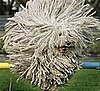 Honey, Have You Seen My Mop Anywhere?