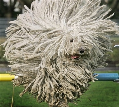 Honey, Have You Seen My Mop Anywhere?