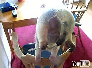 Cute Alert: Anteater Eats From a Spoon!
