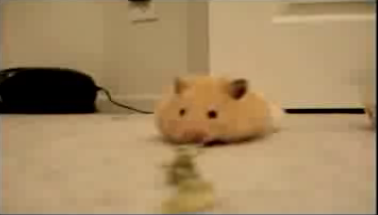 Hamster Eats Lots of Sunflower Seeds