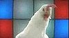 Techno Chicken Rules!