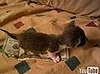 Kitten Smaller Than a $20 Bill