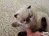 Cute Alert: 4-Week-Old Himalayan Kitten Fuzzball