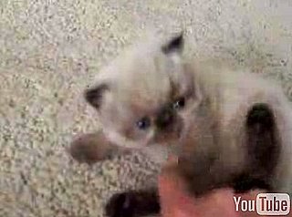 Cute Alert: 4-Week-Old Himalayan Kitten Fuzzball