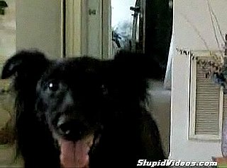 Dog Gets Beer For Lazy Man