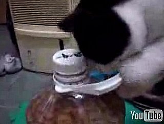 Cat Opens Jar