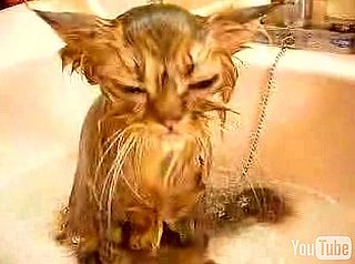 Happy Caturday!