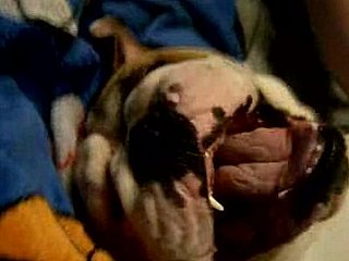 Cute Alert: Bulldog Is Tickled Pink