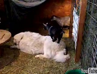 Cute Alert: Jitterbug the Pygmy Goat Stands on His Friend