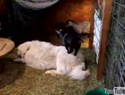 Cute Alert: Jitterbug the Pygmy Goat Stands on His Friend