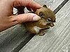 Cute Alert: Baby Squirrel Eating a Nut