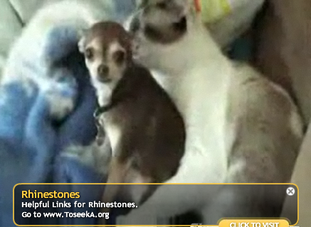 Dog Is Sick of Being Licked by Cat