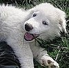 Guess What This Puppy's About to Say