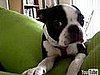 Dog Destroys Pillows, Acts Innocent