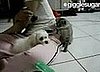 This Cat Is a Total Punkass