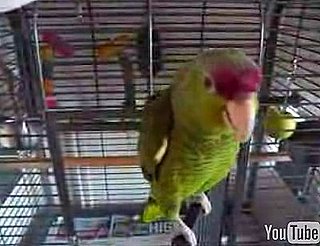 Parrot Whistles Kill Bill Theme Song 