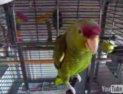 Parrot Whistles Kill Bill Theme Song 