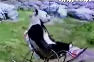 Panda Just Relaxing in a Rocking Chair