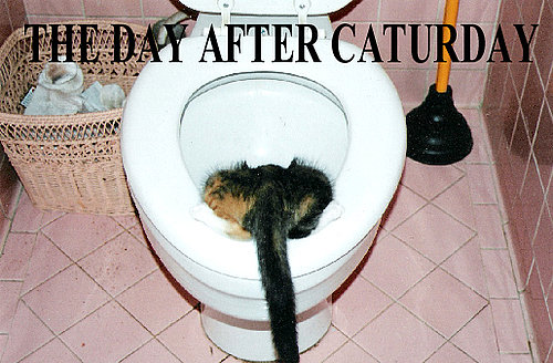 The Day After Caturday