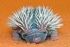 Cute Alert: Baby Hedgehog