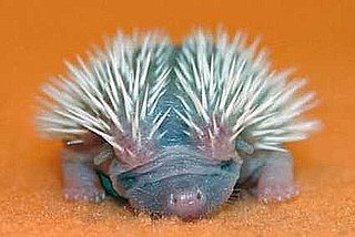 Cute Alert: Baby Hedgehog