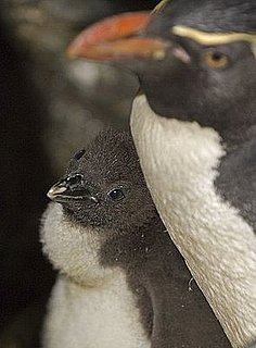Cute Alert: Baby Penguin Born at Zoo in Chicago