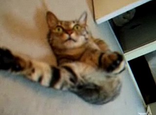 Happy Caturday!