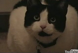 Cats: The Horror Movie