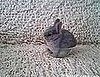 Bunny in a Cup