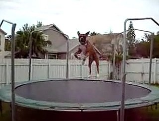 Doggie Loves the Trampoline