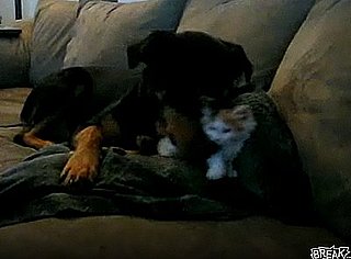 Cute Alert: Big Dog Plays With Tiny Kitten