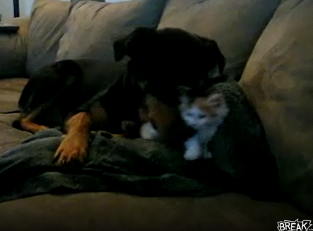 Cute Alert: Big Dog Plays With Tiny Kitten