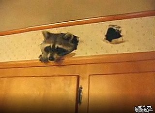 Punkass Raccoon Loves Kitchen Walls