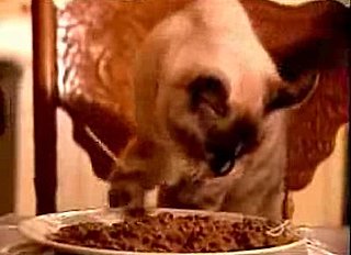Meet Tessa: The Chopstick-Wielding, Spaghetti-Eating Cat From Outer Space