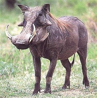 Warthog Emergency!