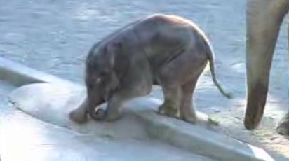 Baby Elephant at the Oregon Zoo