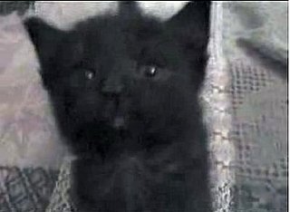 Happy Caturday!